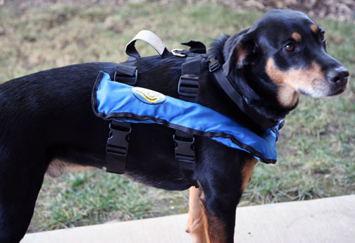 Inflatable Dog Life Vest Review 