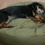 WestPawBumperBed
