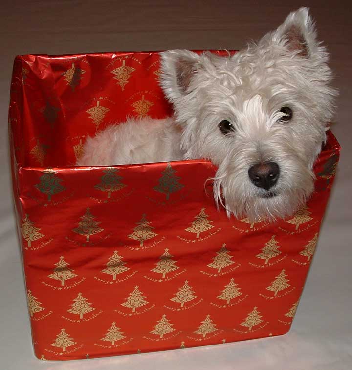 Christmas Safety Tips for Your Dog