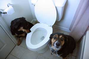 Beware Your Toilet Could Kill Your Dog!