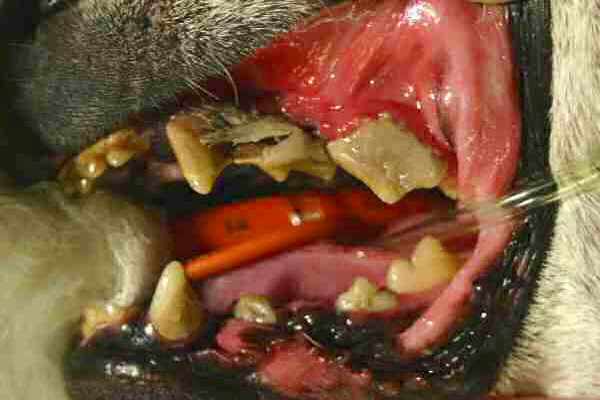 Your Dog’s Teeth: Why You Should Care