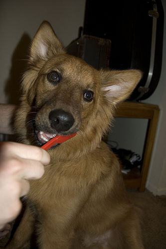 How to Brush Your Dogs Teeth – Video