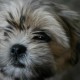 shih tzu puppy