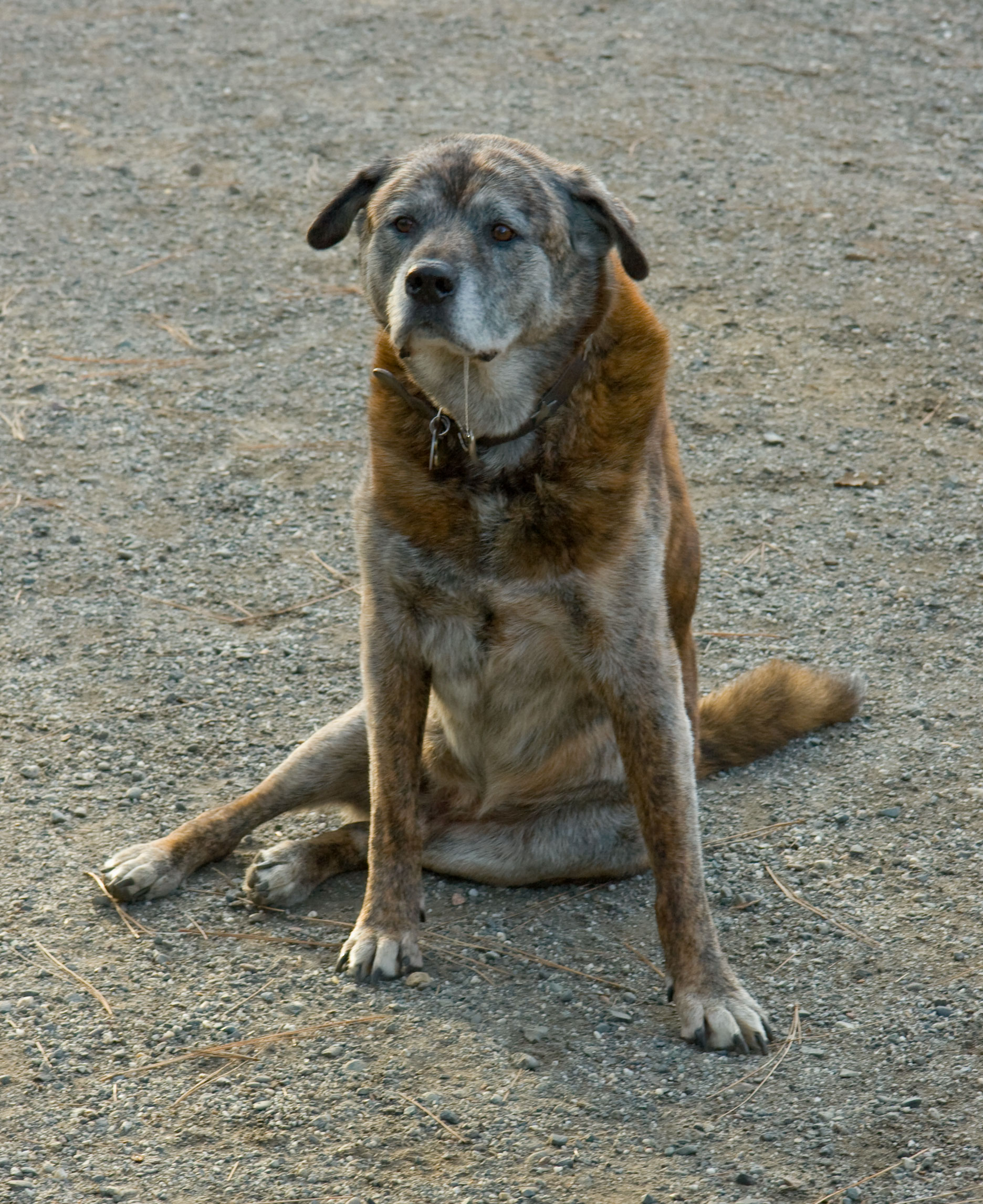 Old Dog Sitting