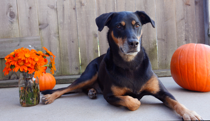 Halloween Safety Tips for Your Dog