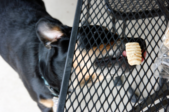 Rusty really wants the Barkster Dog Treat!