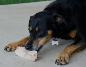 Pupsicle-Rusty