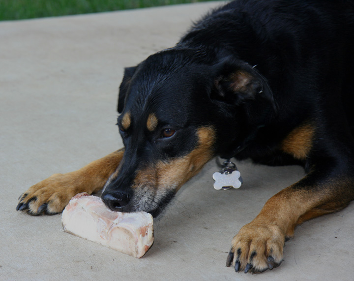 Pupsicles Review – Scott River Ranch