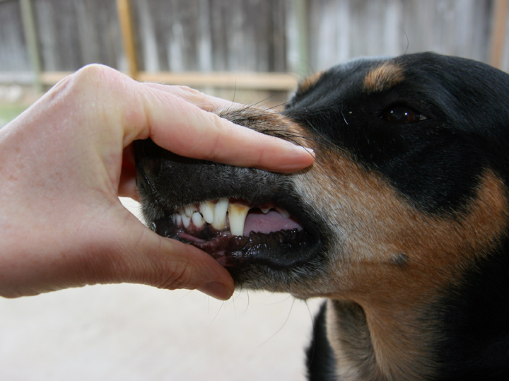 Canine Plaque-Reducing Products