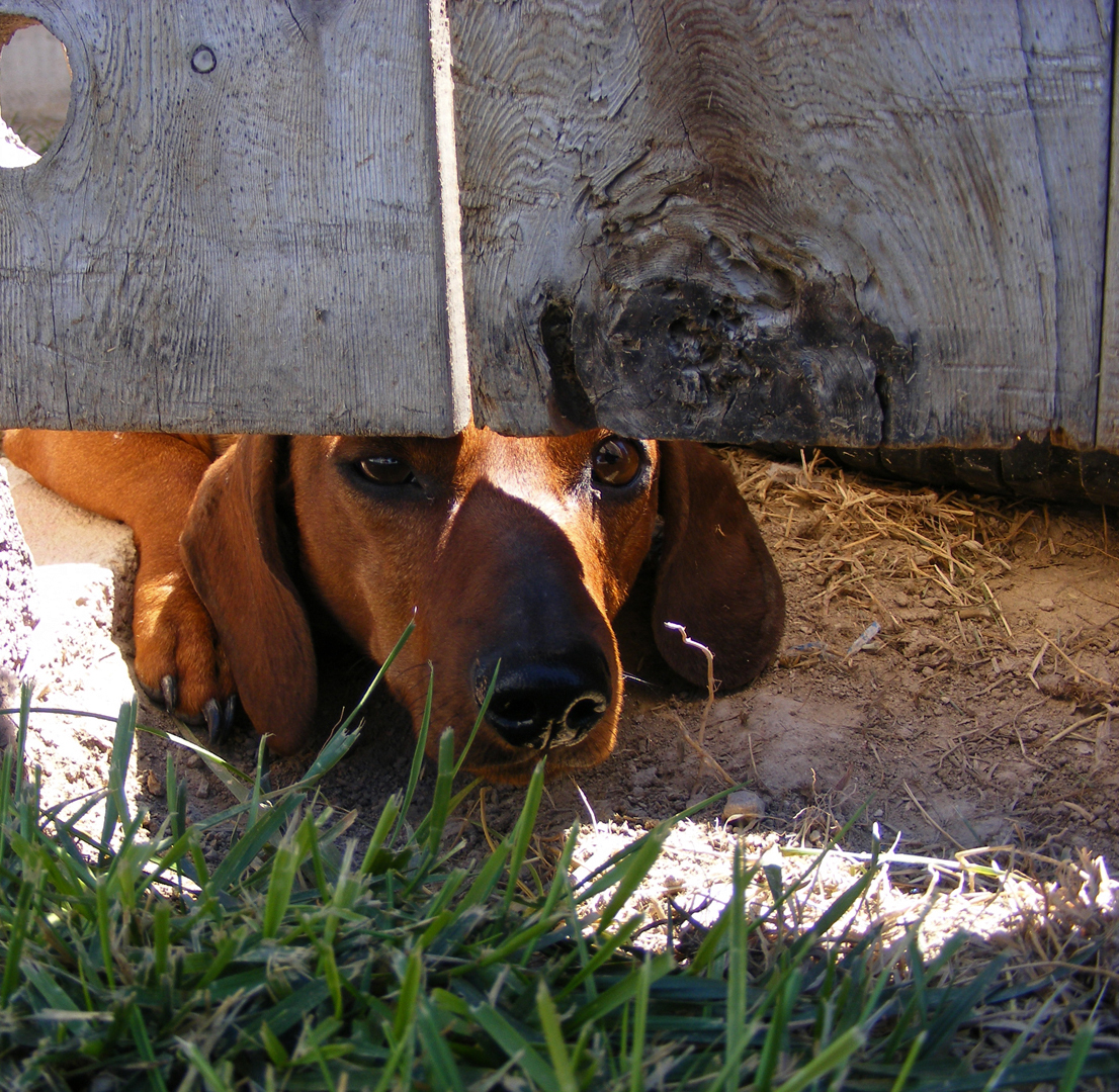 DogFence