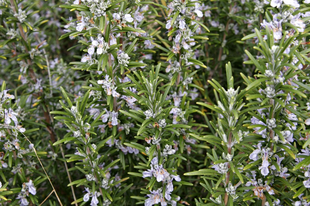 Rosemary